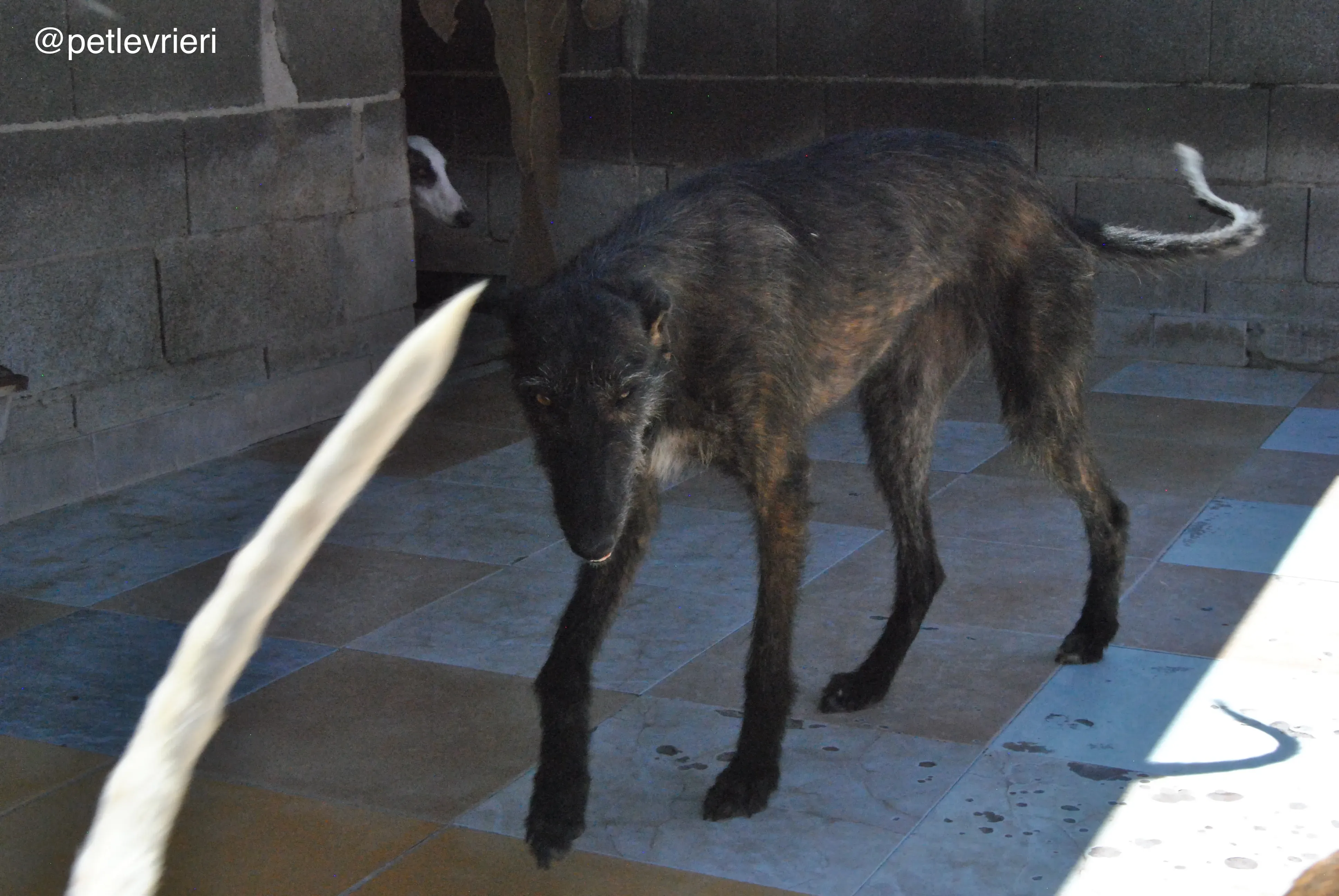 41 rosca adozione galgo quarantena