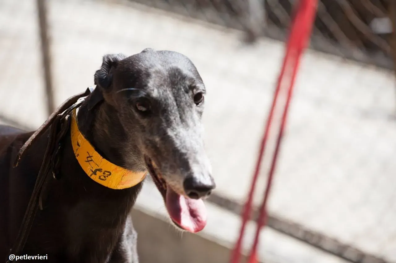 42116635 227358221467677 8839776614884573184 n 1