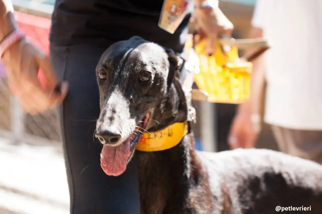 42177580 328536747706487 3939924984117329920 n