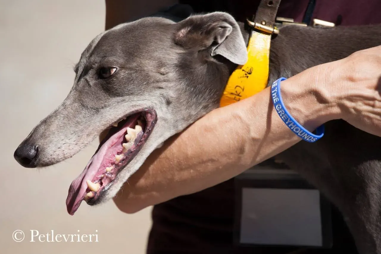 42189061 285158012304816 1971960321866203136 n