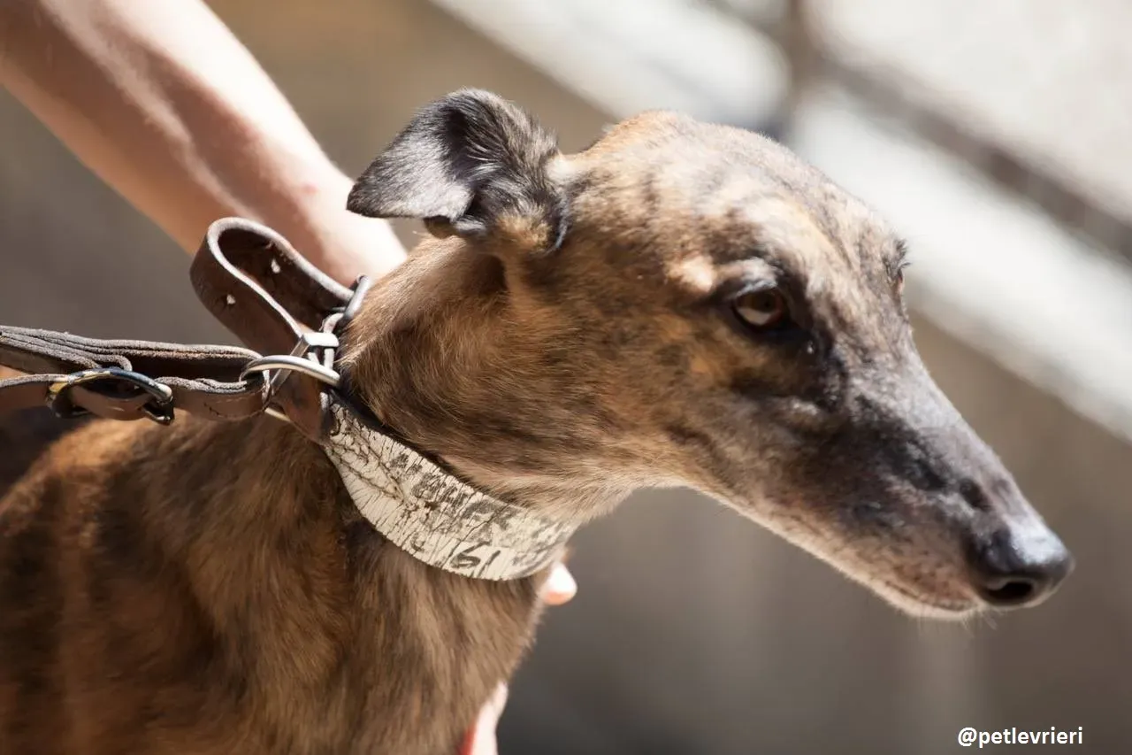 42194969 254465681877465 1698254000396173312 n