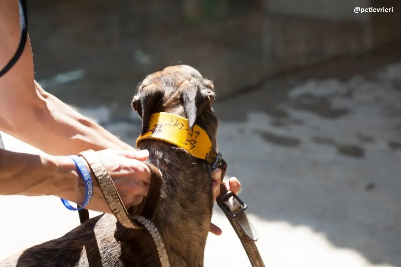 42199130 270647400442948 5737624502666264576 n