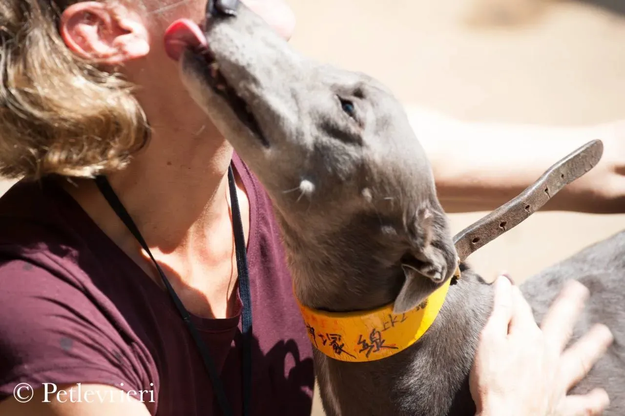 42199588 2103173673048348 8768730116277665792 n