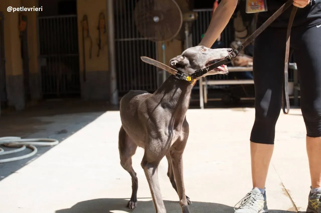 42201378 1911284532507120 5742665162184196096 n 1