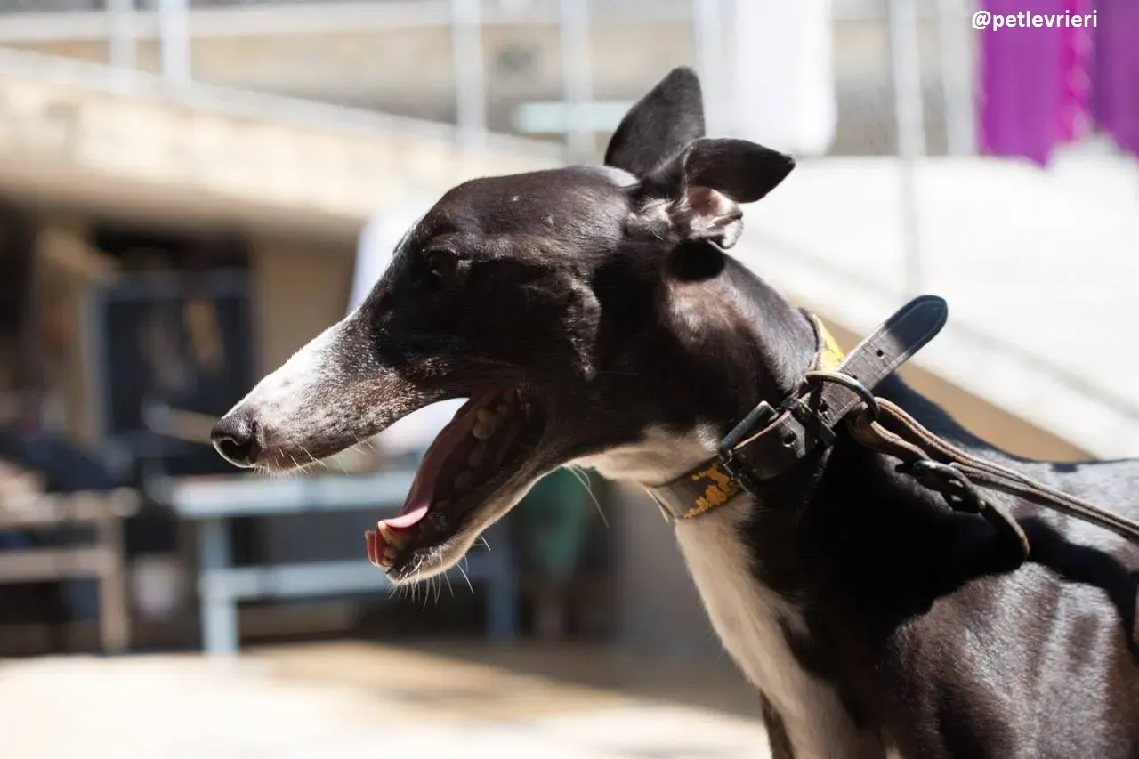 42202076 330490434366722 5446090240101974016 n