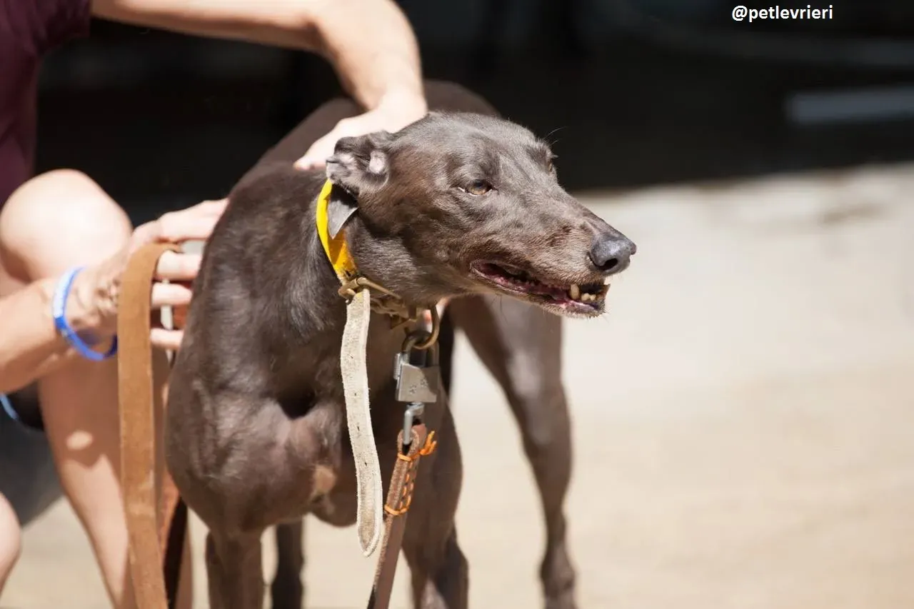 42205953 1957023414594875 3306301996675366912 n