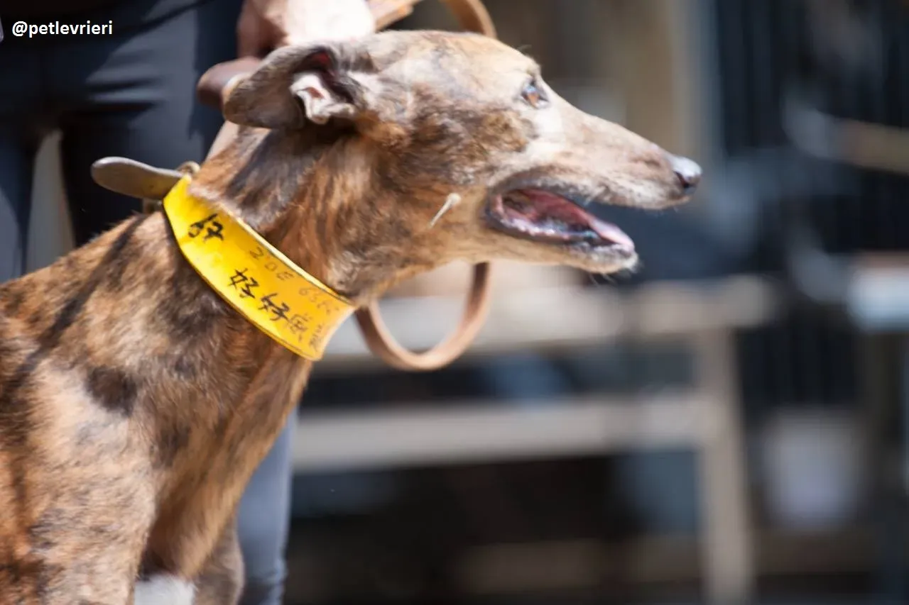 42208850 2104464919577723 6320230545716412416 n