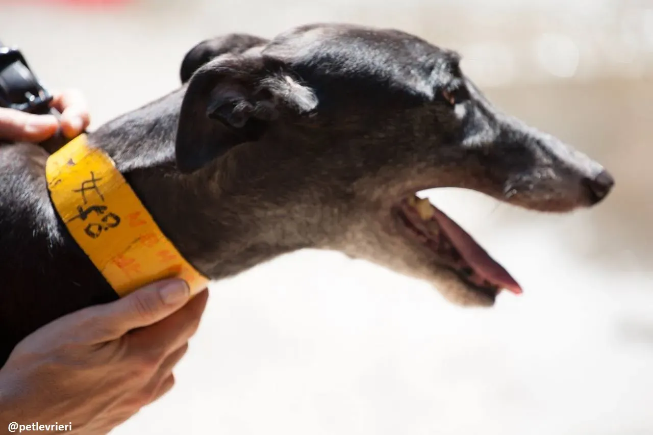 42209440 2013926152003570 8307614189631832064 n