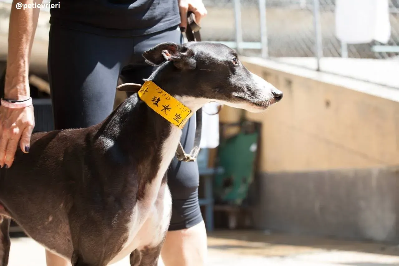 42210164 1110499882461456 8469612212778958848 n