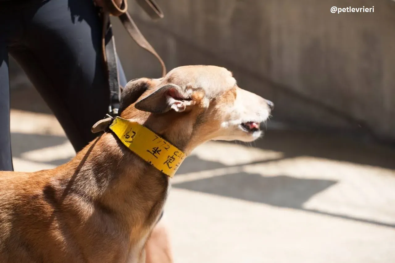 42211168 1442827312486936 5974214807685955584 n