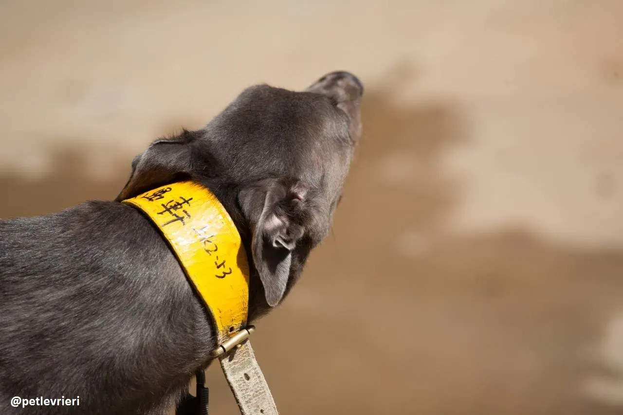 42211181 237331650244617 804083741134684160 n