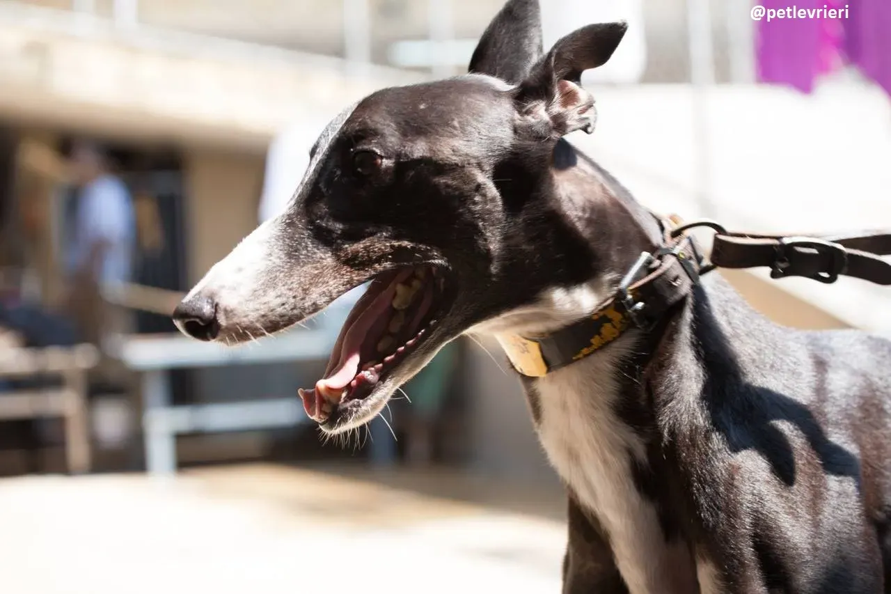 42213560 231379027737425 3619943572603666432 n