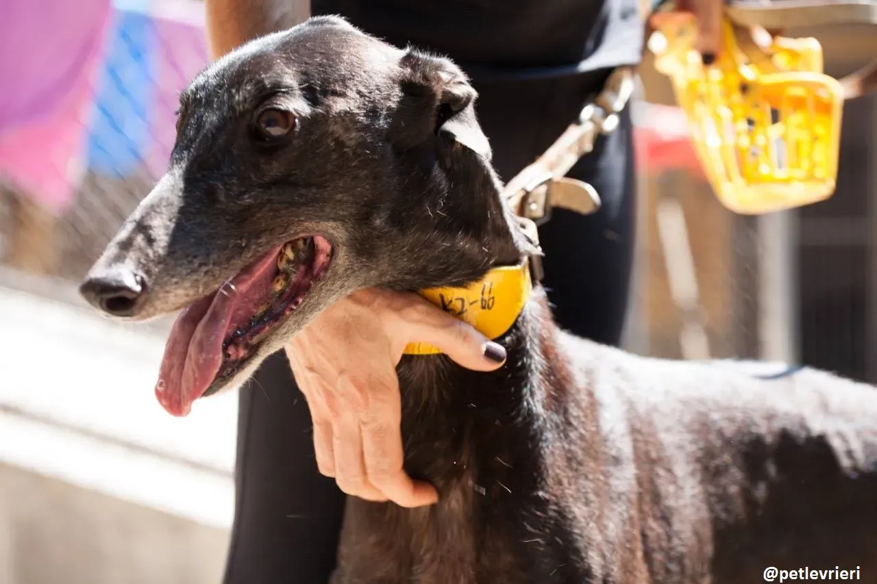 42213584 475617019587385 9038716149960802304 n 1