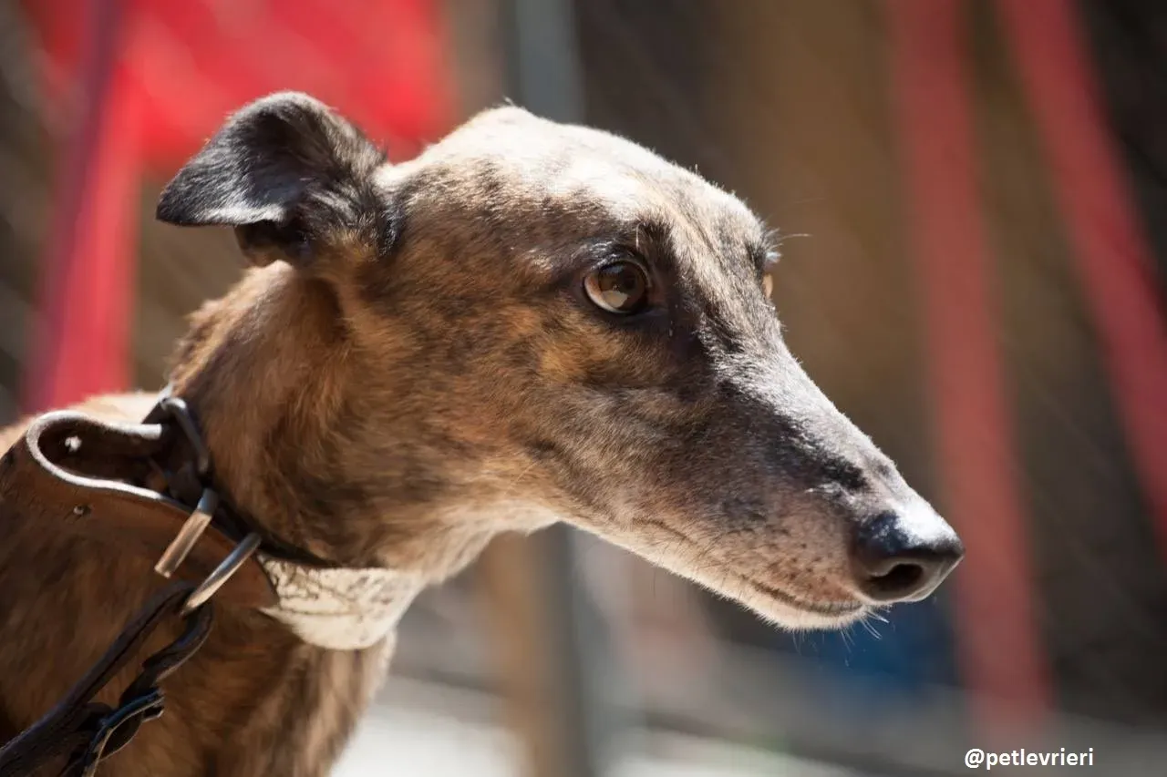 42225982 1813171788738788 6013693593020006400 n