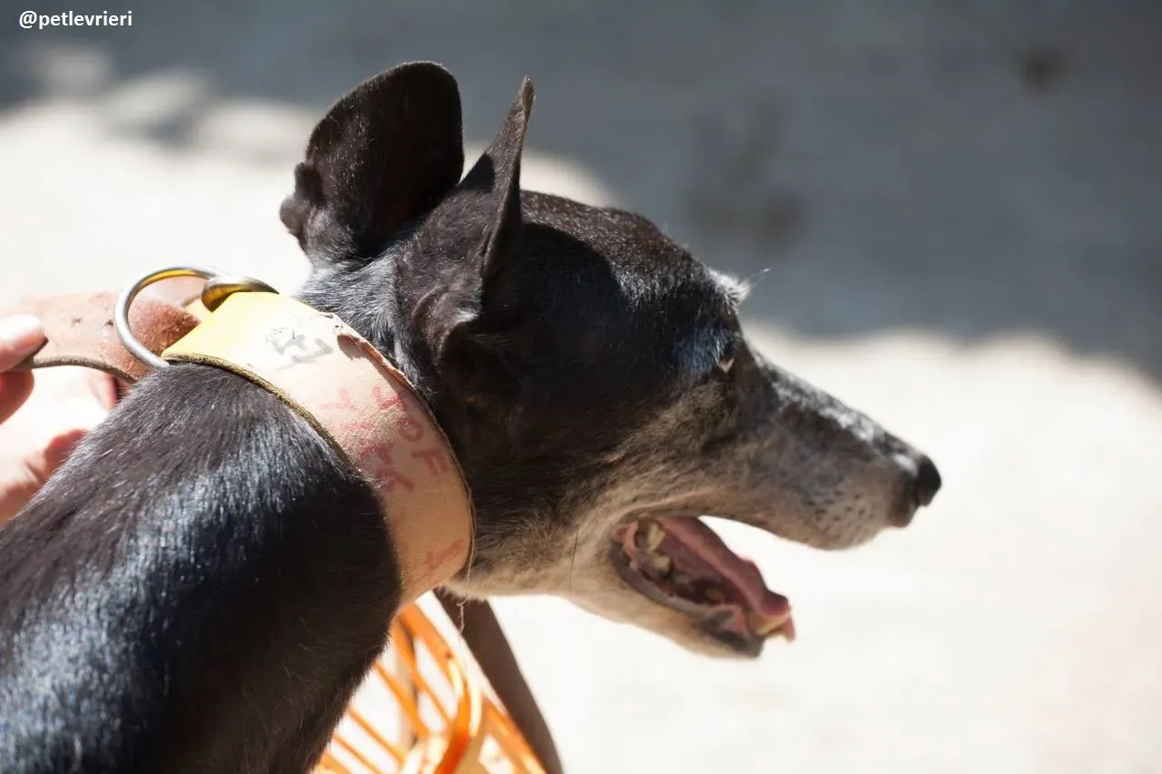 42228887 456581468185399 871658669215842304 n