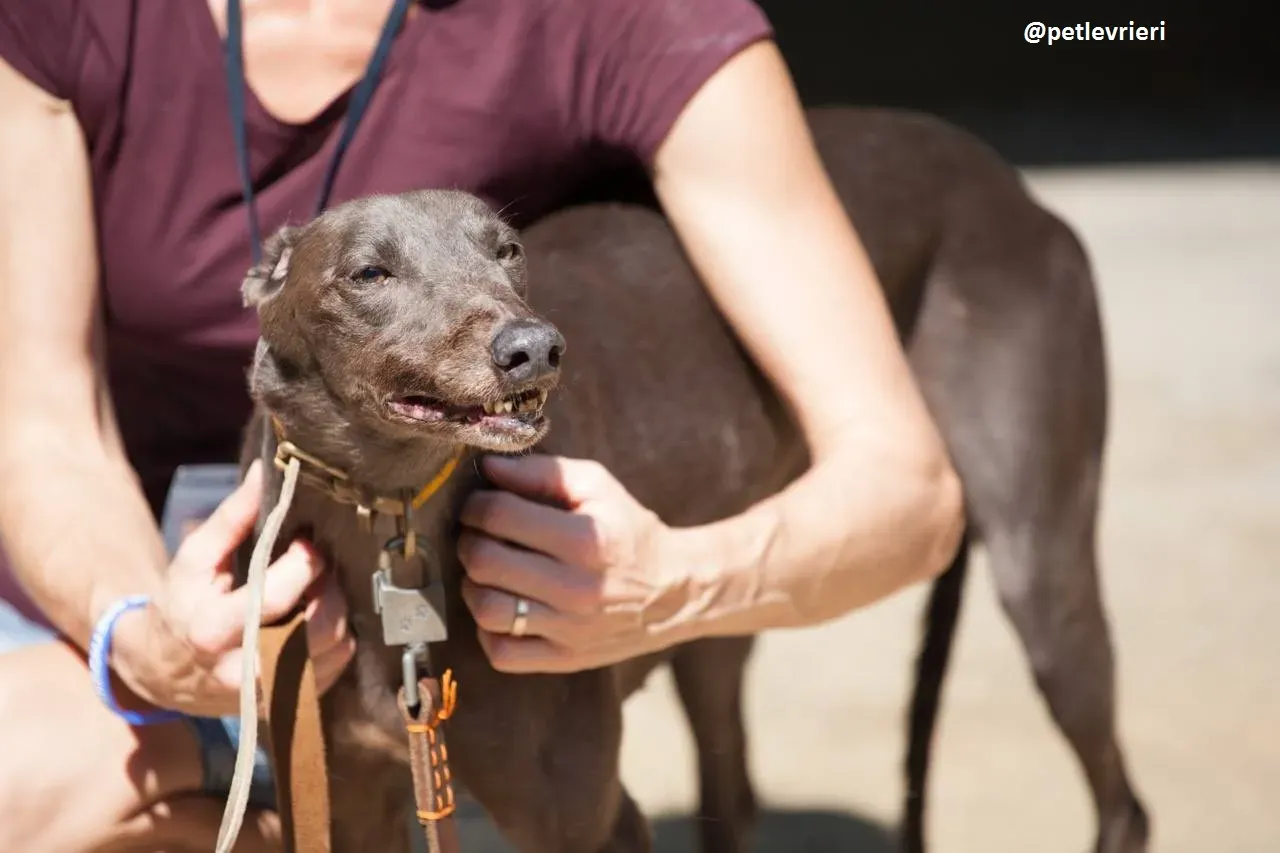 42229902 302105997253355 7411424672970964992 n