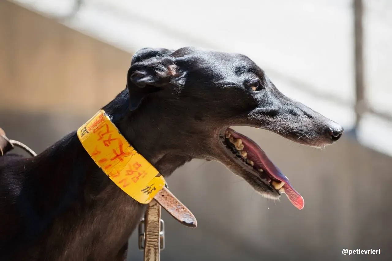 42231078 235497097143131 8941420078256095232 n