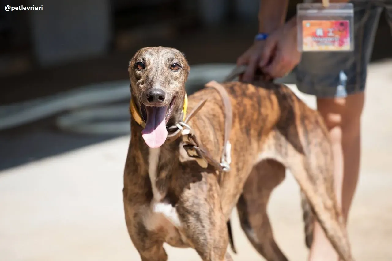 42235722 1803851343043345 1241755752004059136 n