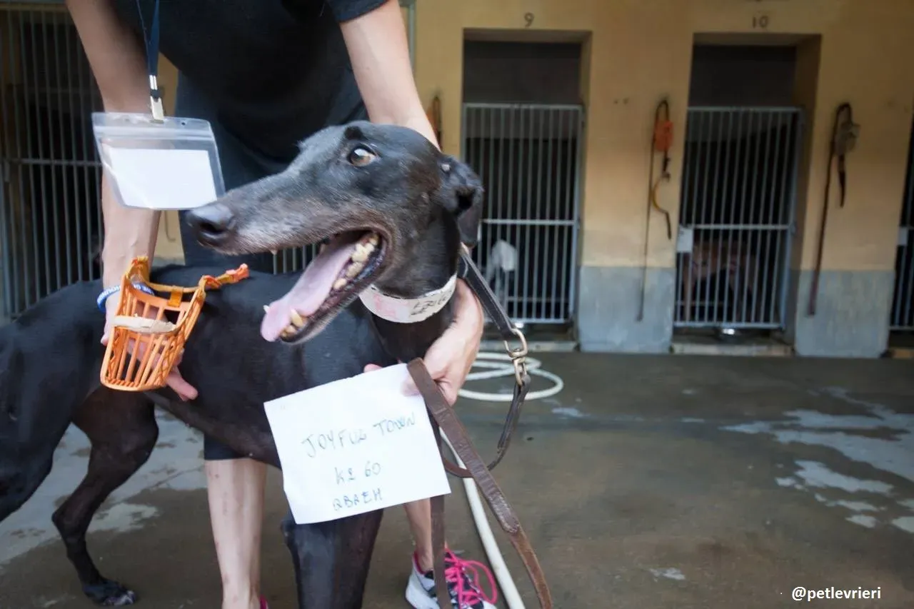 42241149 530244180767784 1772281743177416704 n