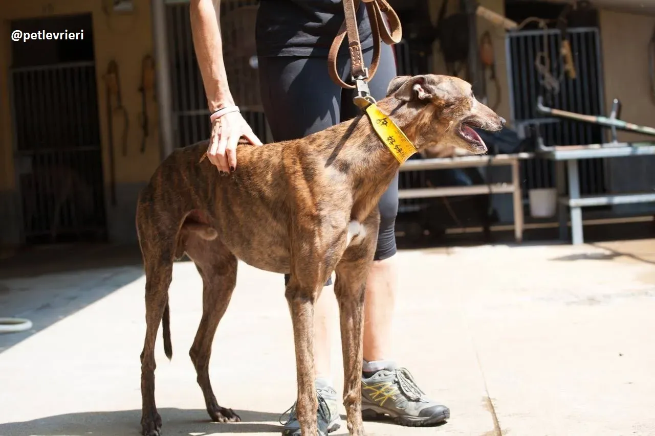 42249334 2135499276711146 7518797279117967360 n