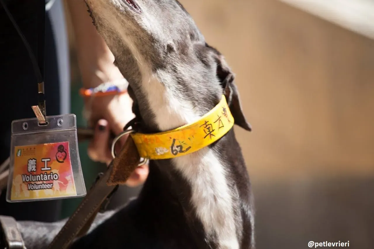 42251846 1871629489588449 4859068167512653824 n 1