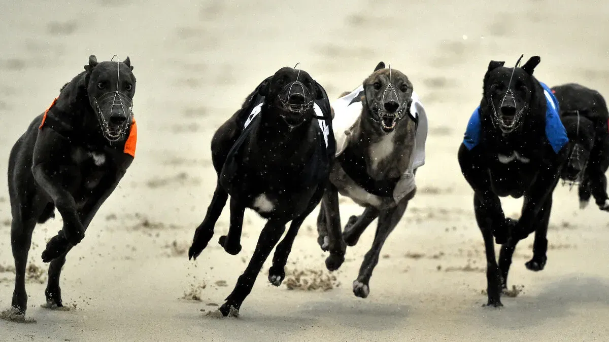 4225747 8 articlelarge 2.59836348 1.jpg 1