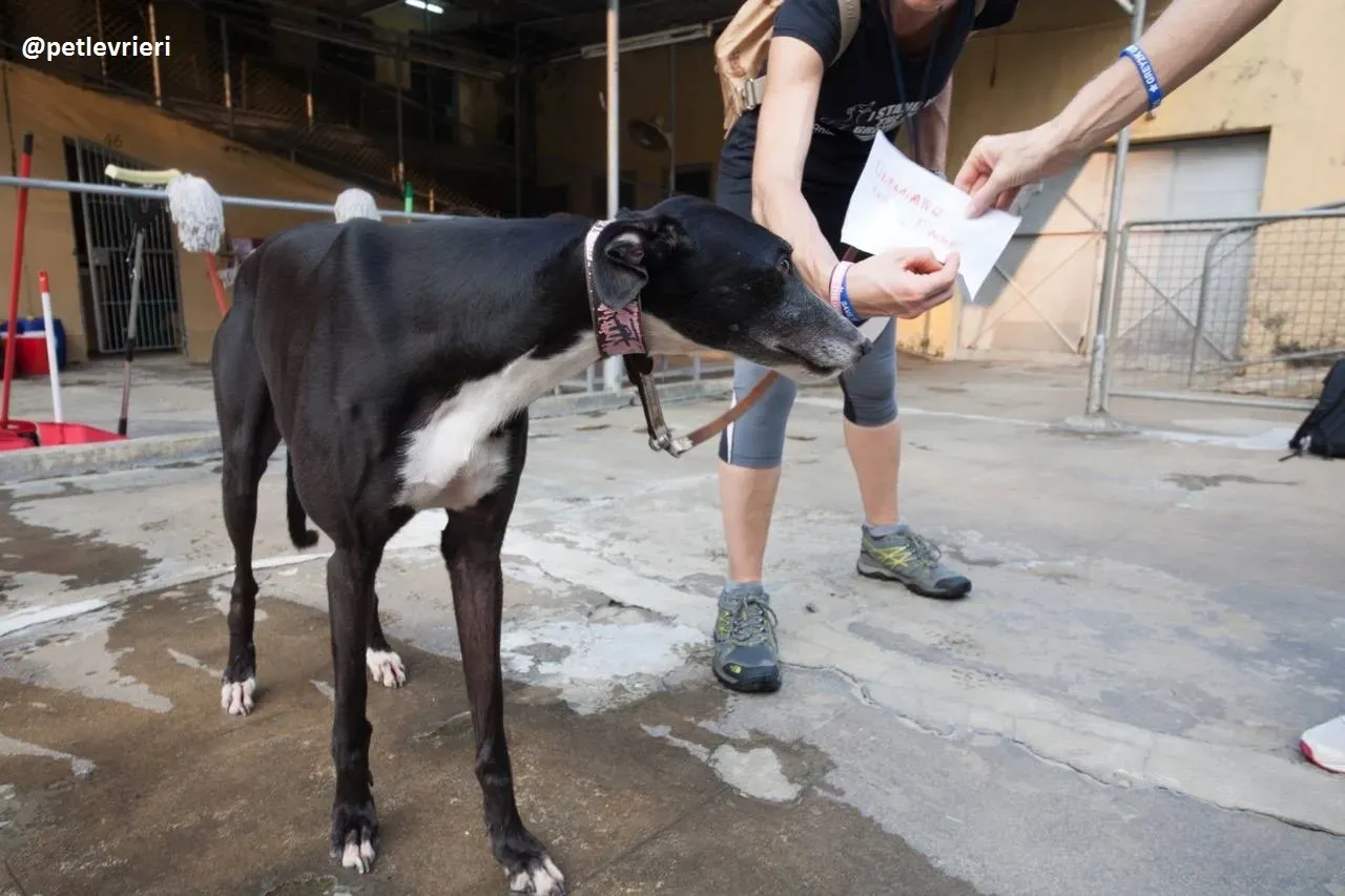 42262247 2237985423136756 4898360263503249408 n