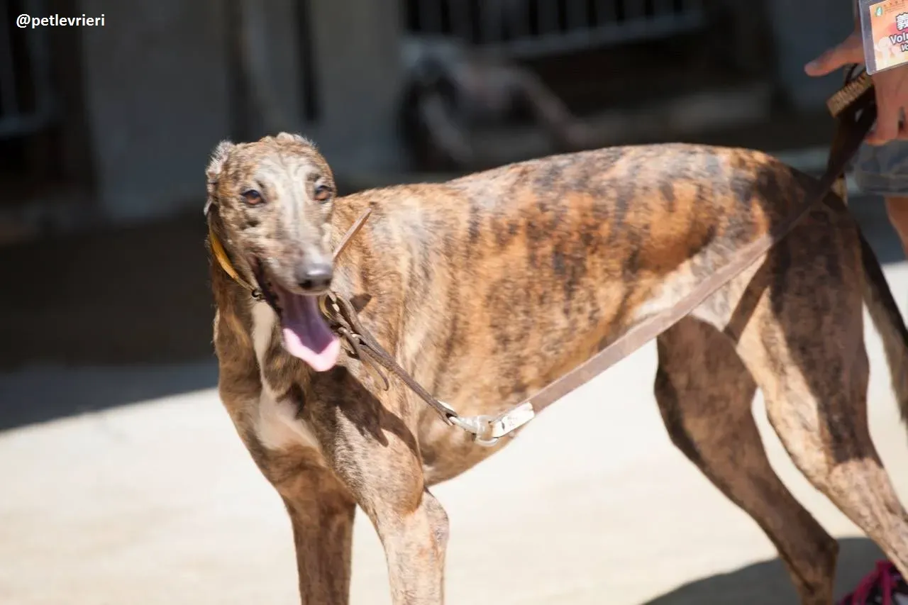 42263797 2254077354822566 7859286854527352832 n