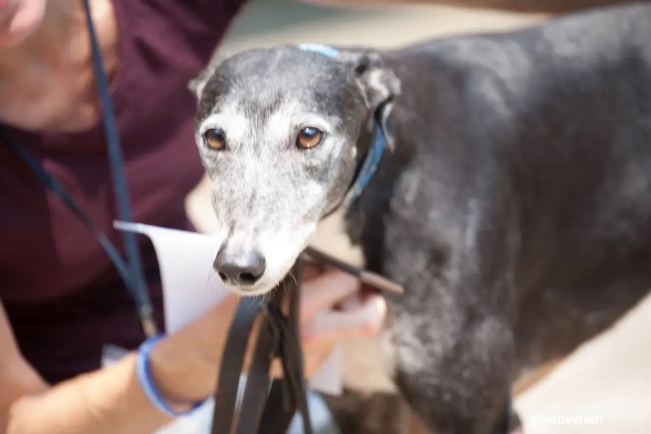 42264959 2220111281539402 5868866058848305152 n