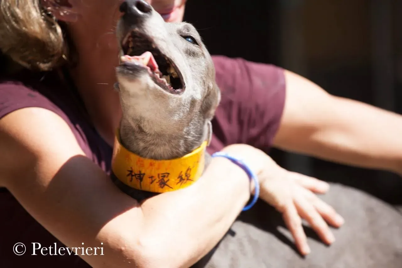 42264960 2180234728883466 5872120918209200128 n