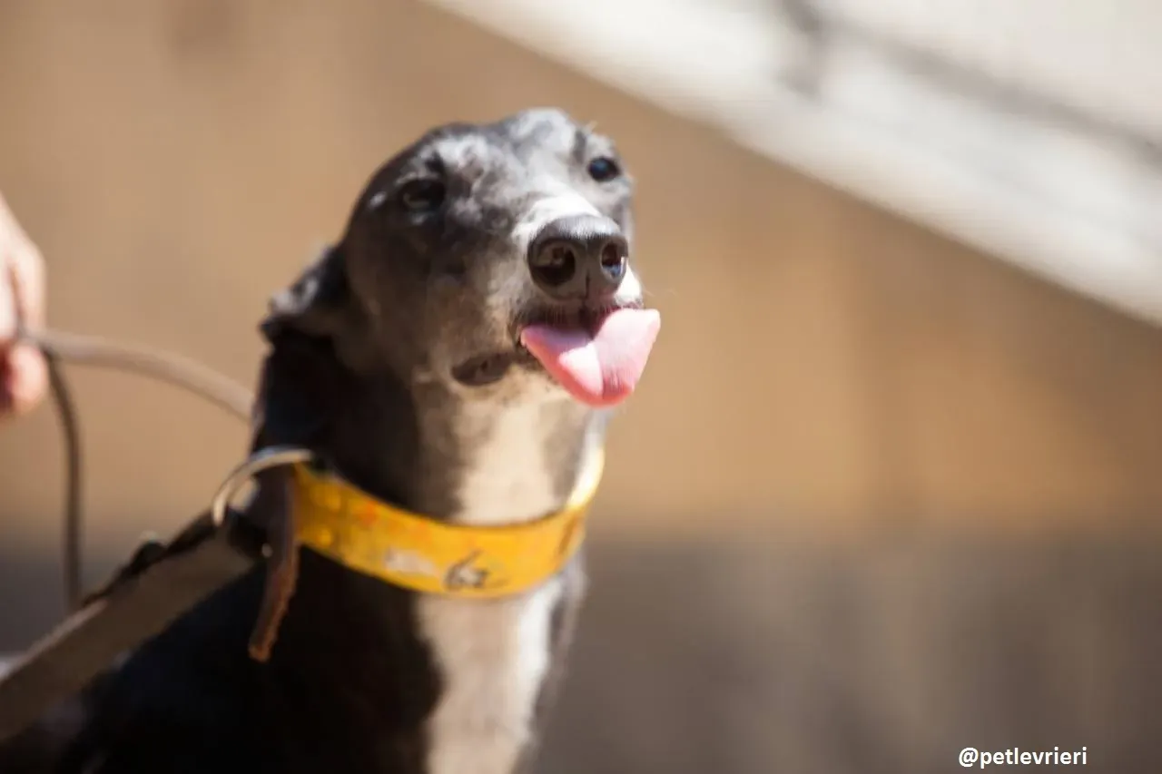 42264979 284402312163029 4913359809719304192 n 1