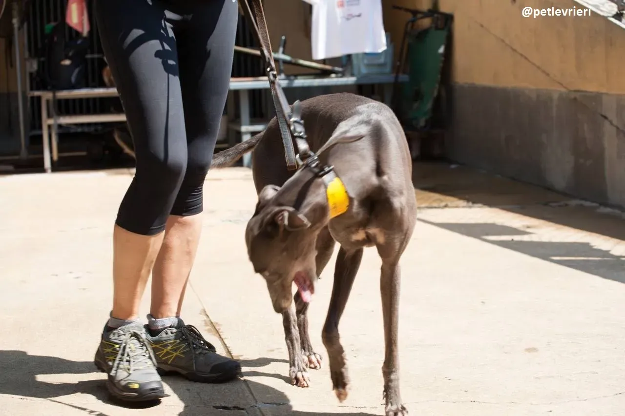 42266474 2152376588369042 238779930886799360 n