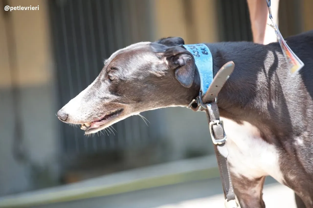 42271830 1906185226357712 675952149296840704 n