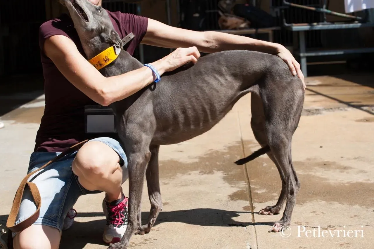 42274280 1769706486460443 6760867540013940736 n