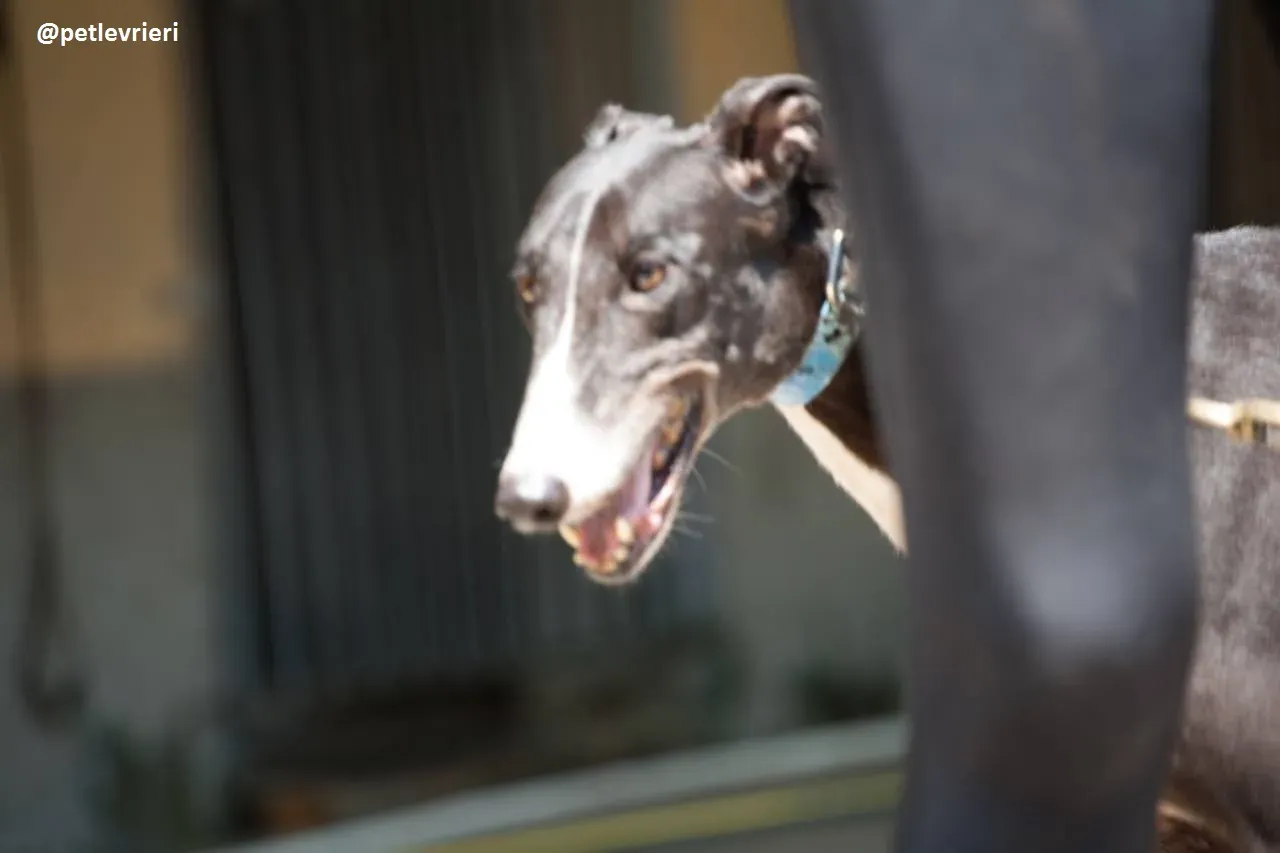 42274287 1737953139666723 8276736097782857728 n