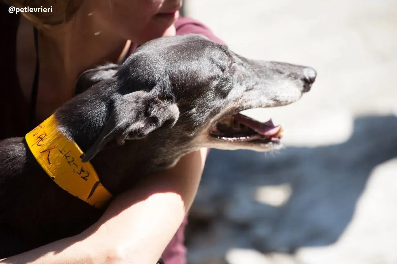 42280374 1209898265817714 2058156660479754240 n