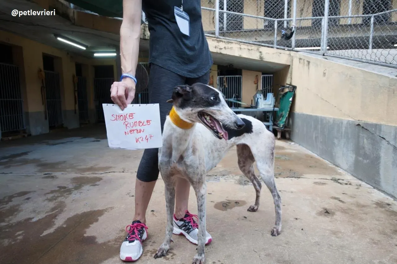 42281391 536850746745085 7133984019170983936 n