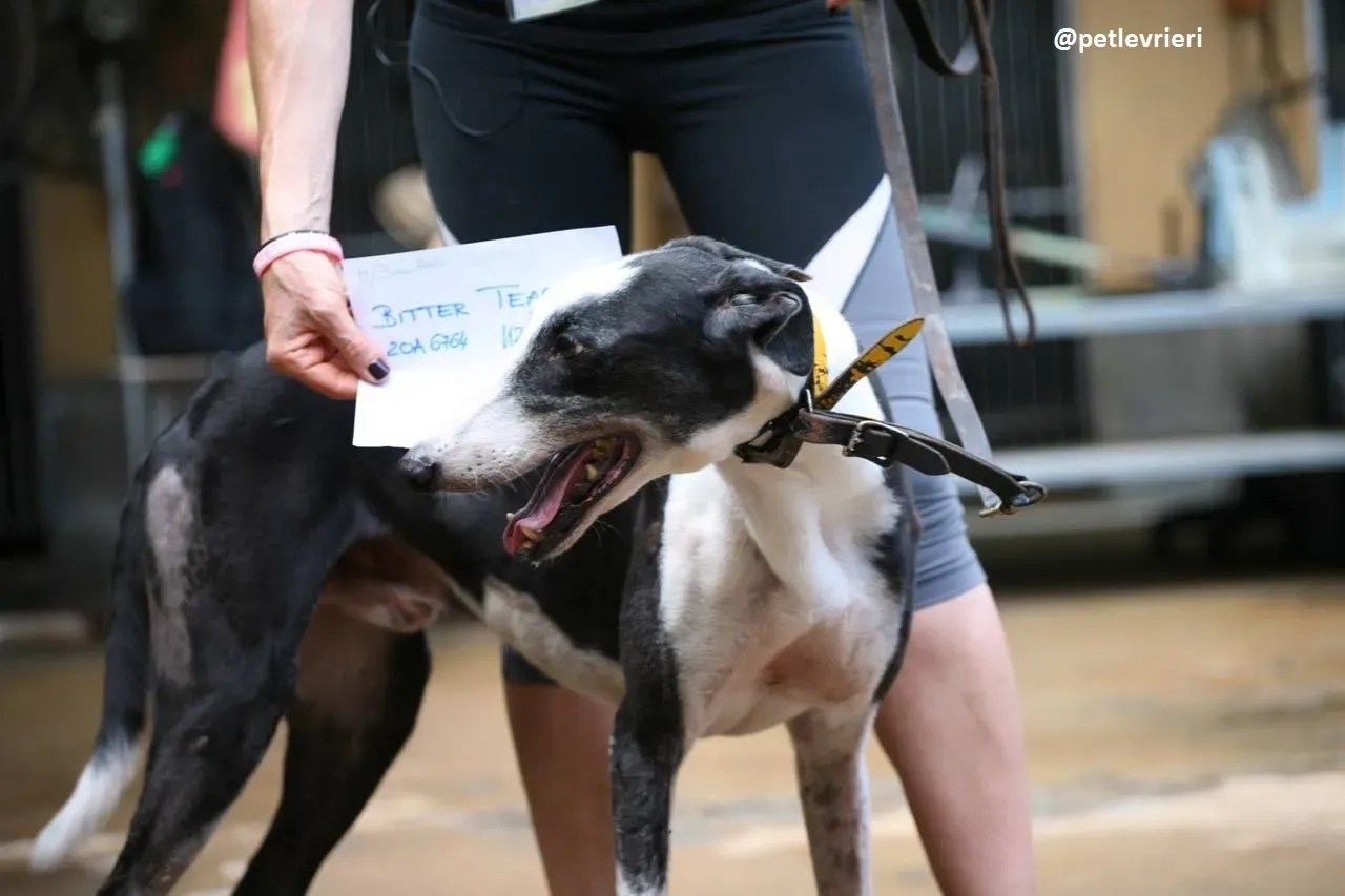 42289145 1089650884537750 402033759521603584 n