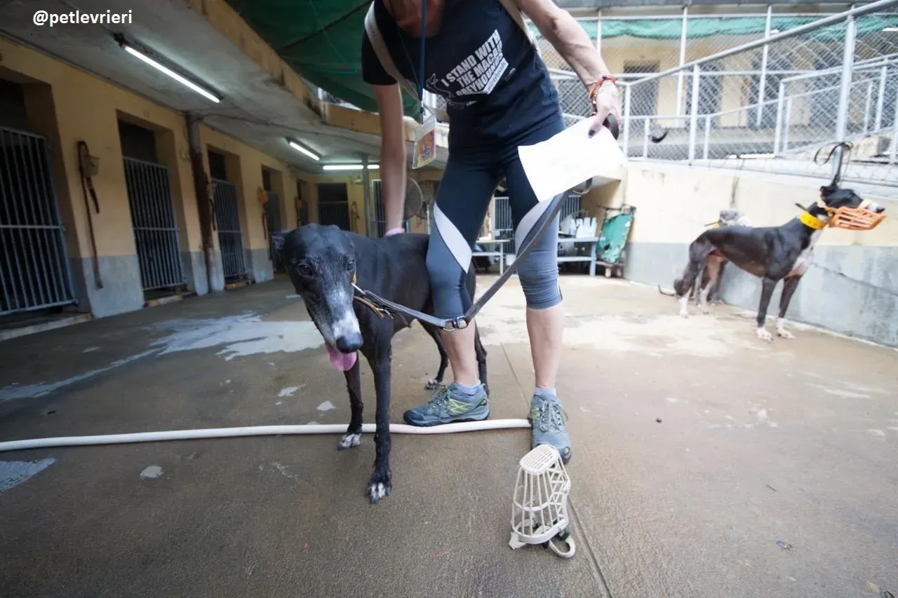 42289153 251663198826483 7812578539722506240 n