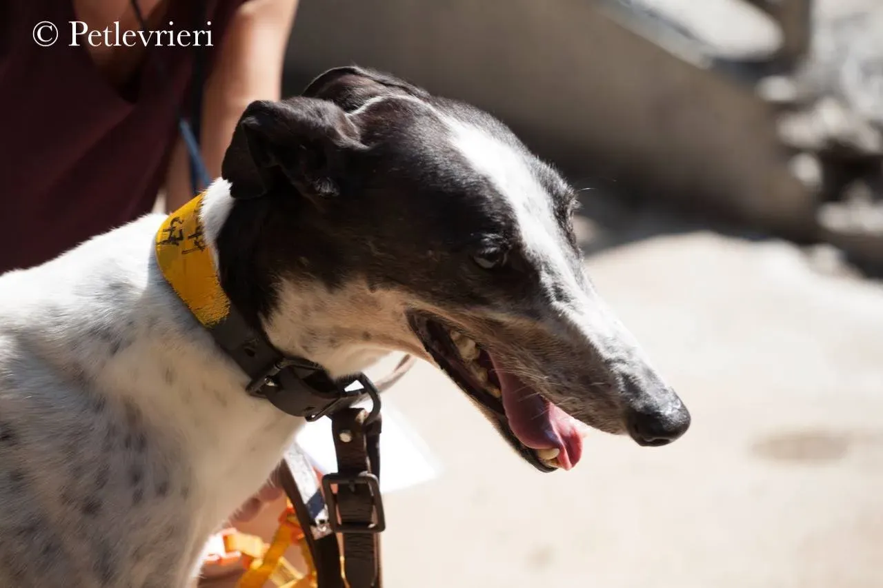 42290799 388150868389559 1460525881230360576 n