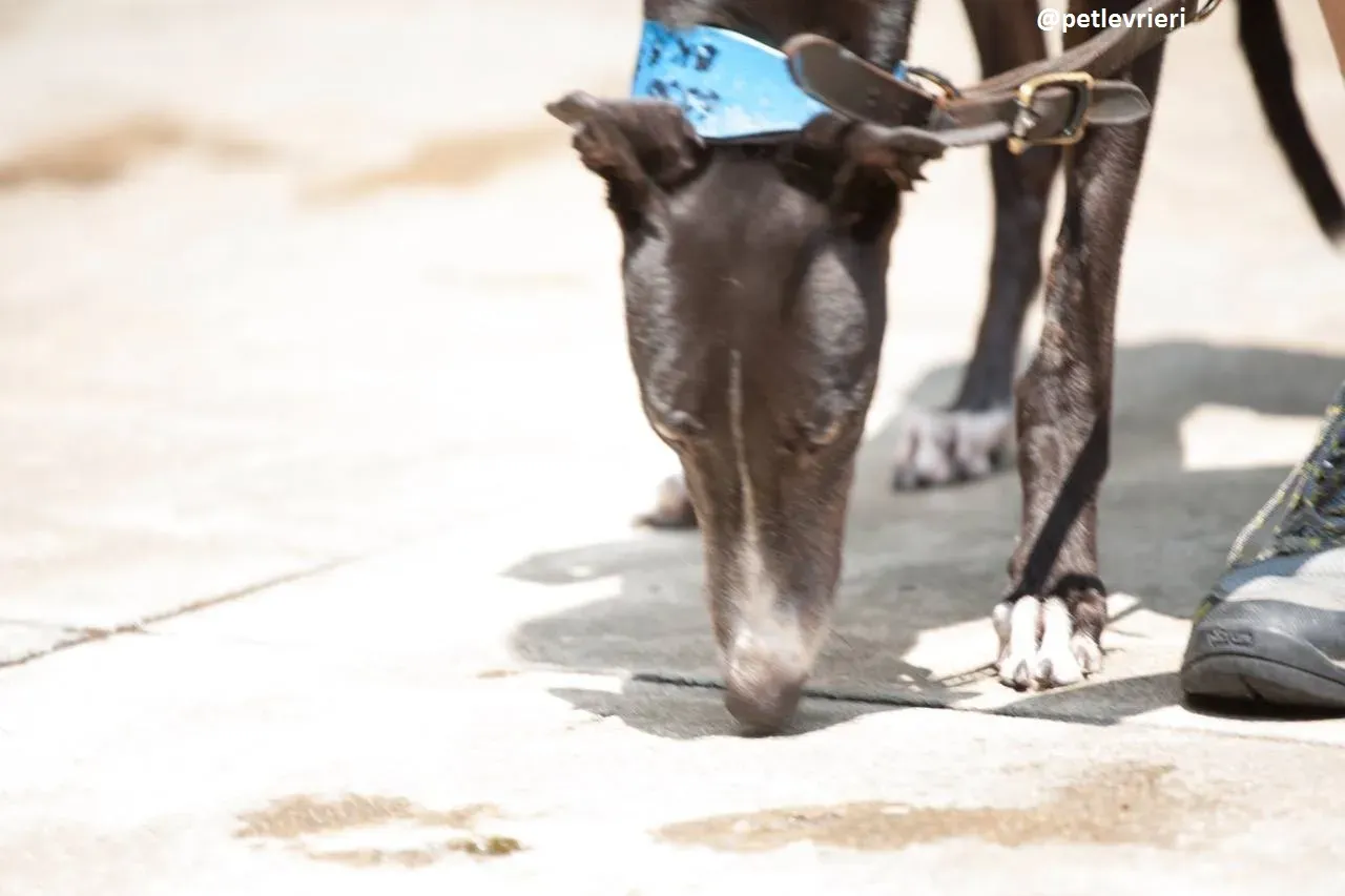 42290806 332192944012923 6181657982871273472 n