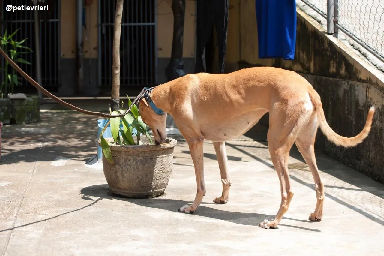 42291075 1966430633649260 3676227439685533696 n