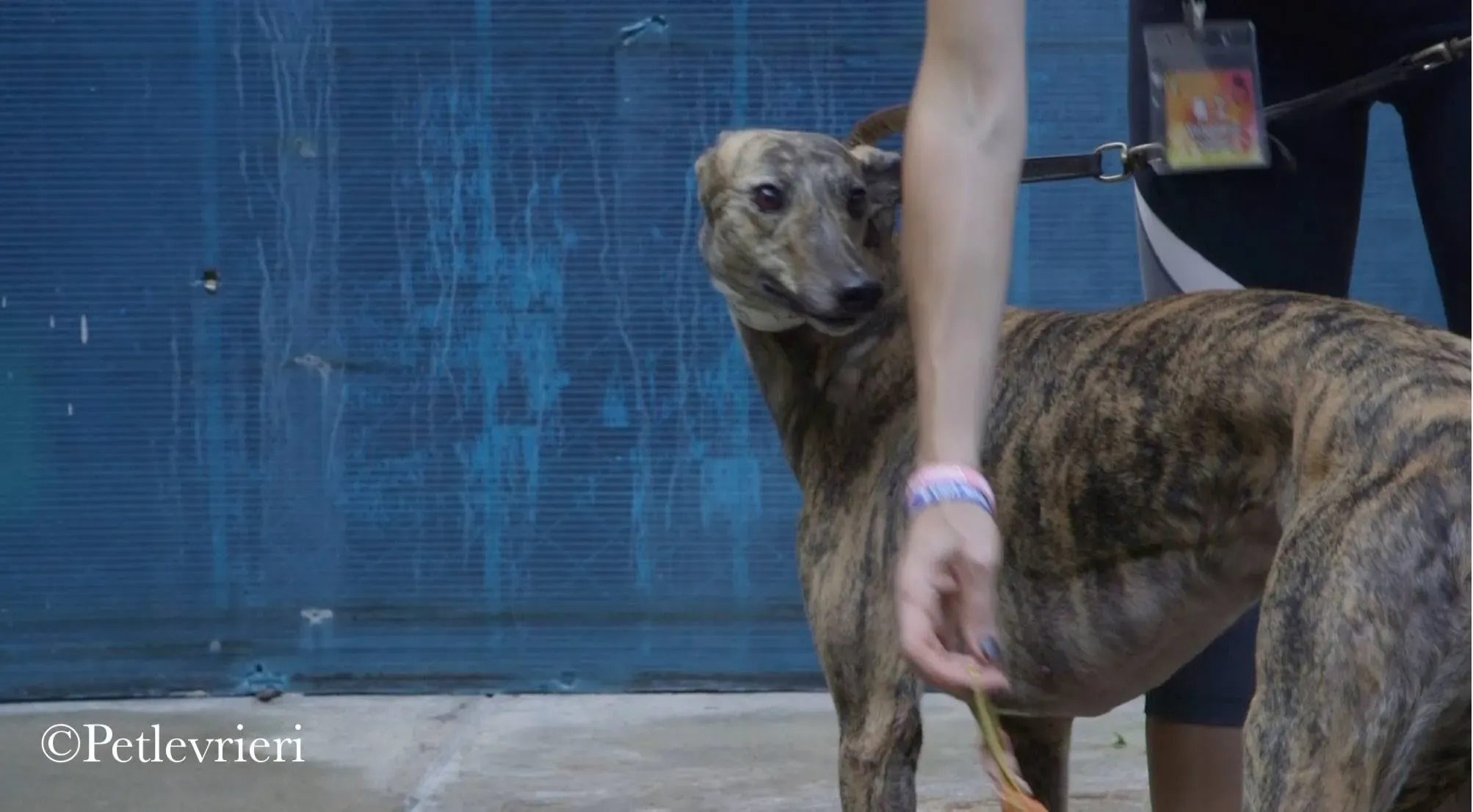 42295310 2404962759530809 5117789309432233984 n