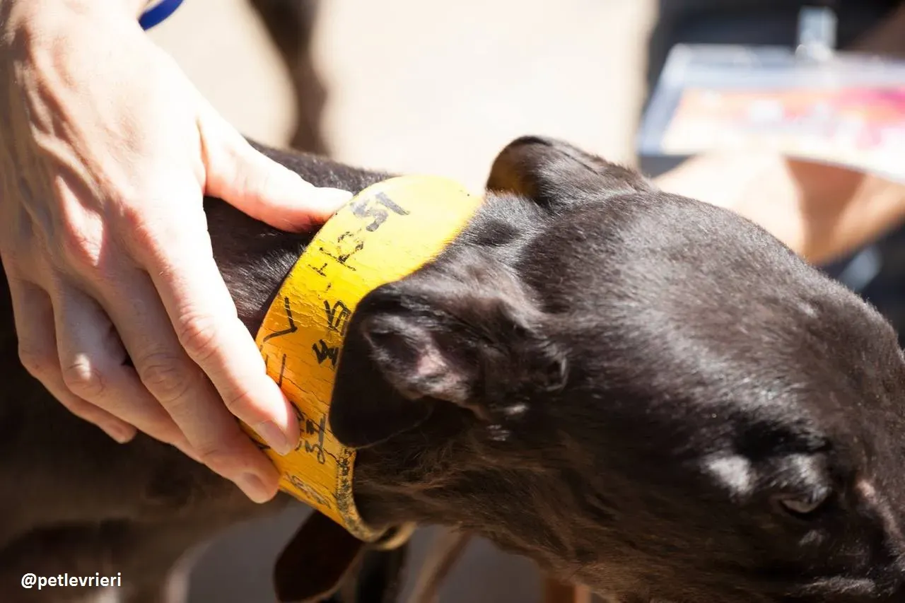 42297057 321194768463743 6693645709784121344 n