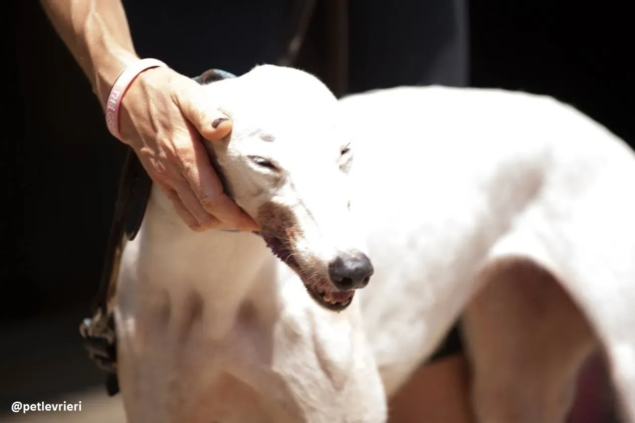 42306175 299239907542454 3543976755167494144 n