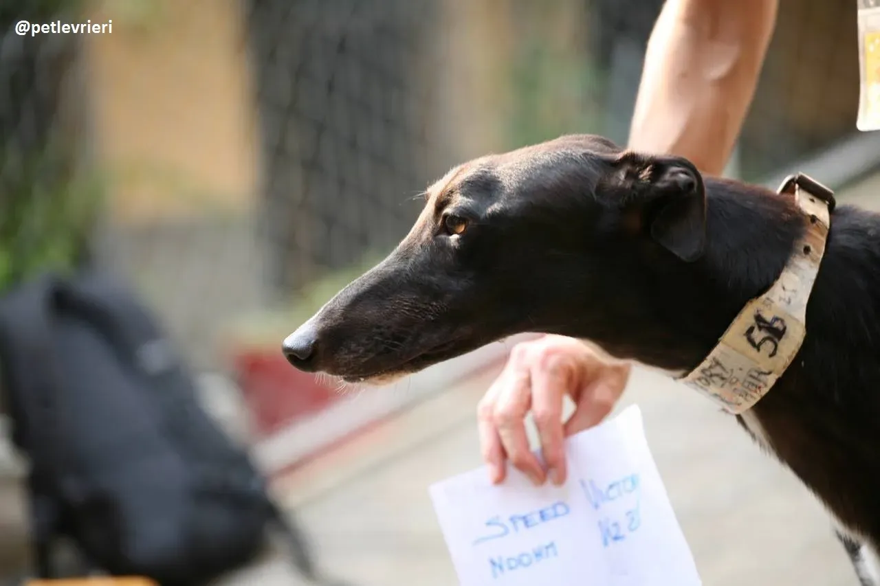 42310676 293412114590667 4985589623355867136 n