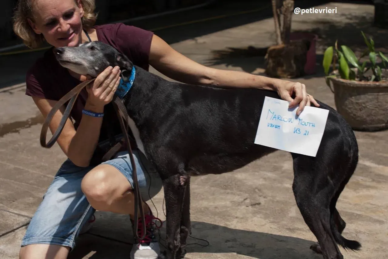 42312490 533221853815301 1101523257313460224 n