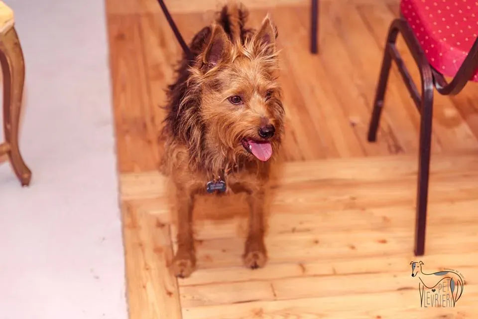 42313203 2092027457515911 7924238790246268928 n