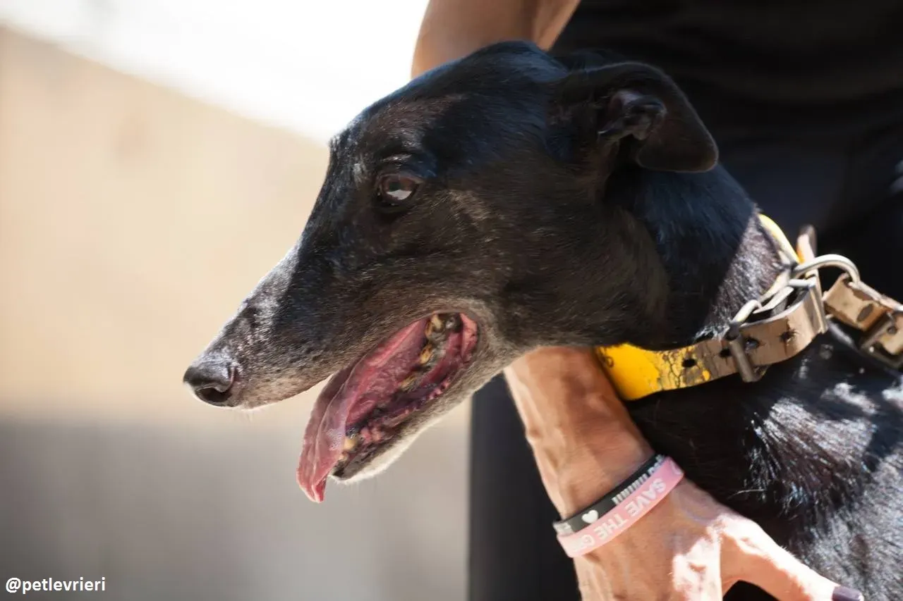 42313772 551844848592028 6677740930490957824 n