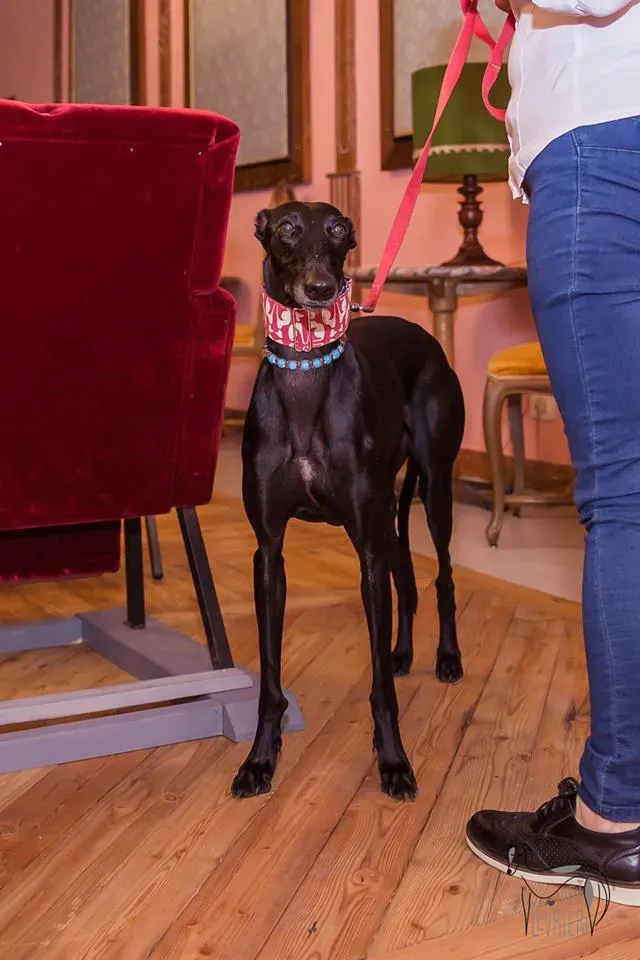 42314335 2092029004182423 2428730342903906304 n